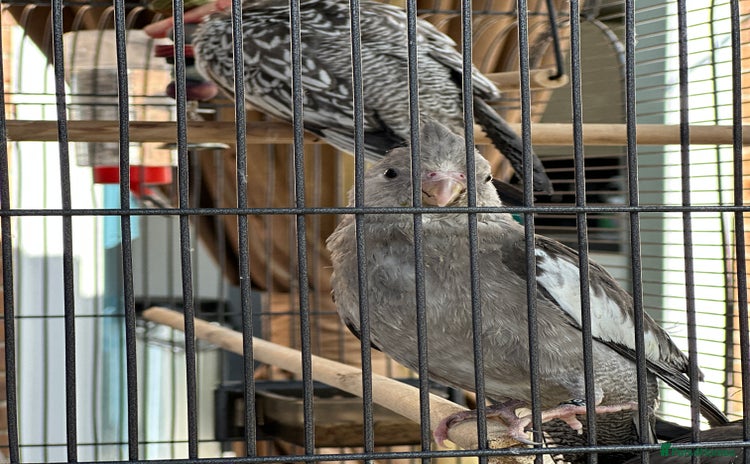 Cockatiels birds in Andover - Advert 3