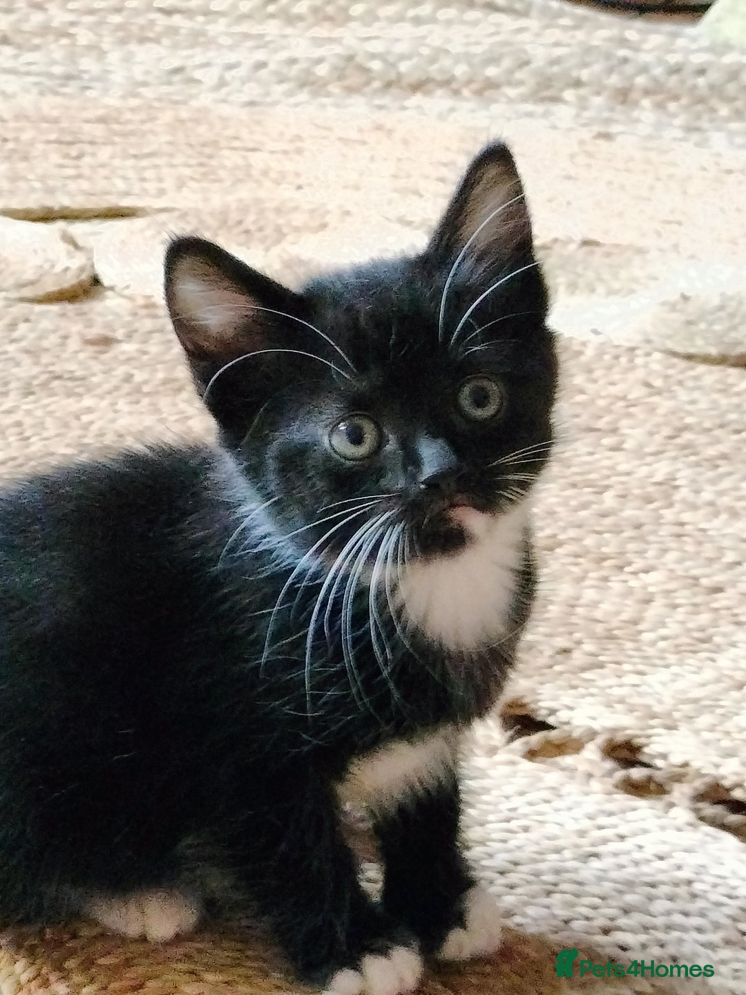 Mixed Breed cats for sale: Adorable kittens looking for loving homes - Image 12