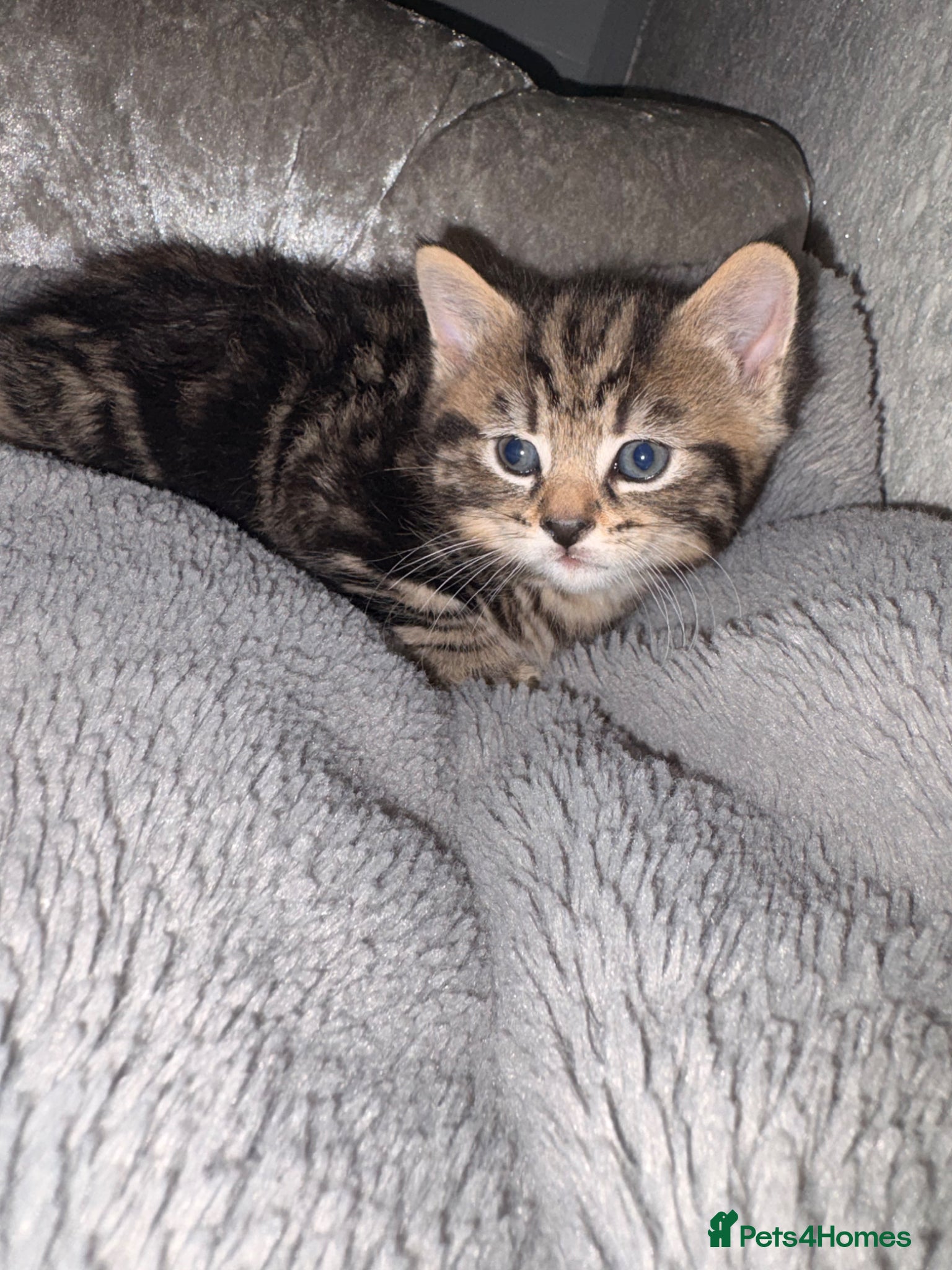 Mixed Breed cats Tabby kitten  - Advert 2