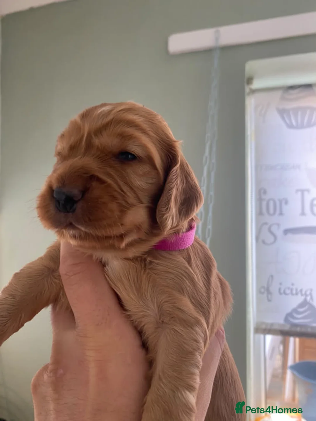 Cocker Spaniel dogs for sale: cocker spaniel puppies  - Advert 2