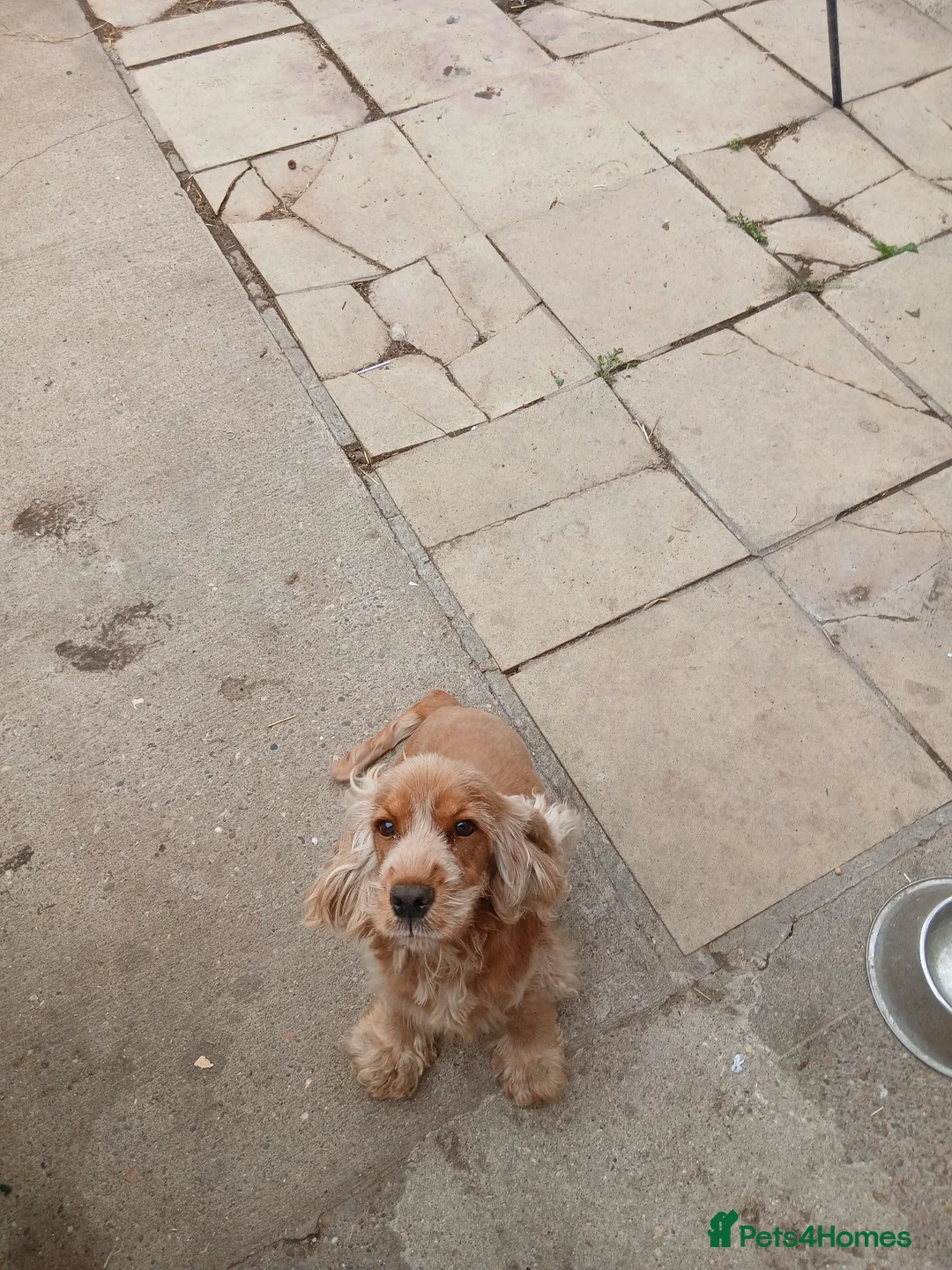 Cocker Spaniel dogs for sale:  unspayed golden cocker spaniel bitch for sale - Advert 3
