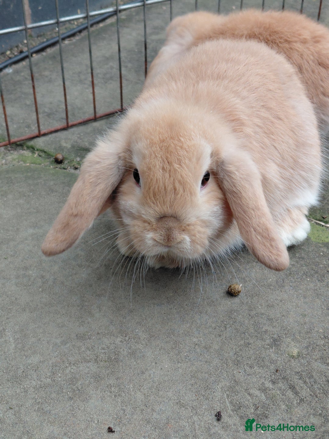 Mini Lop rabbits for sale: Mini Lop babies. All boys.  - Advert 10