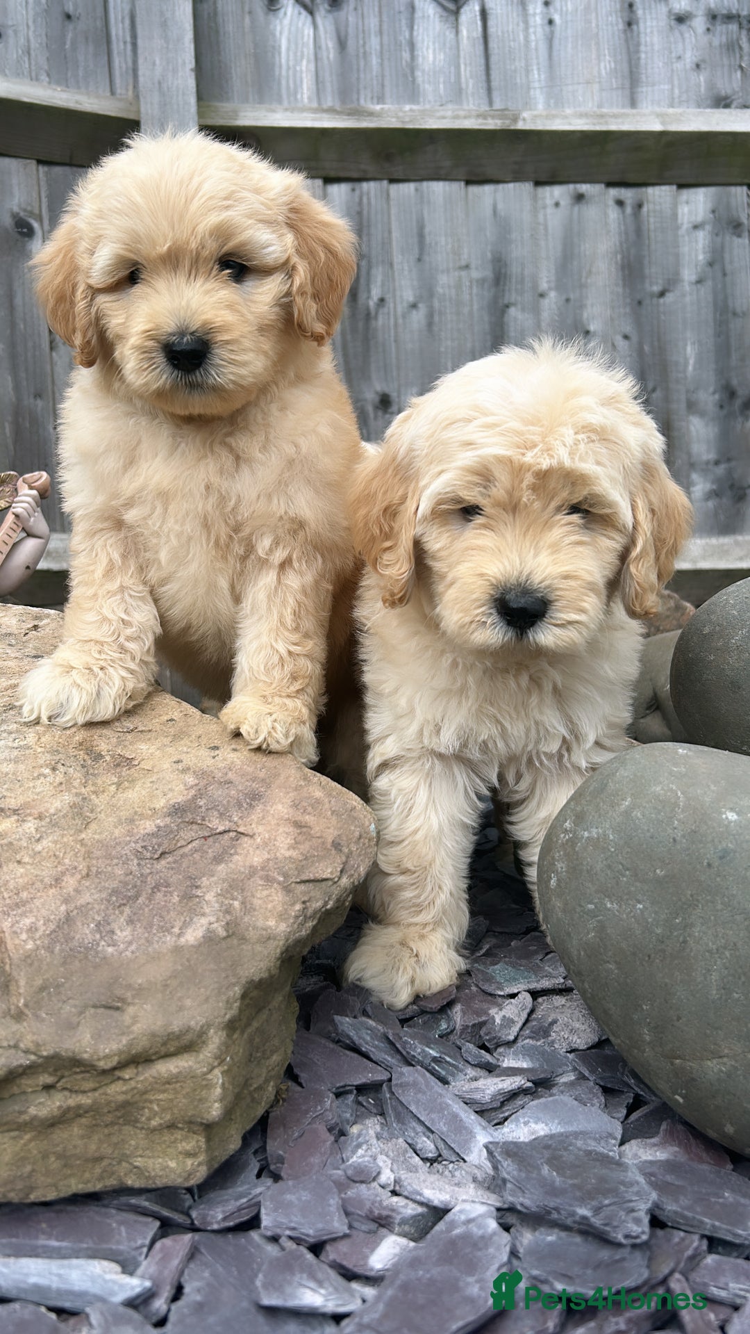 Goldendoodle dogs for sale: Multigenerational Puppies Licensed and Tested  - Image 22