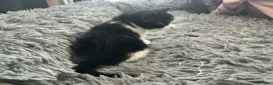 Mixed Breed 3