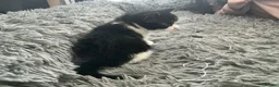 Mixed Breed cats for sale: Kitten x4 black and white - Advert 6