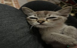 Burmese cats for sale: GCCF reg Pedigree Kittens - Image 5
