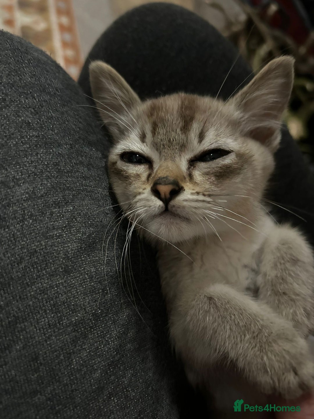 Burmese cats for sale: GCCF reg Pedigree Kittens - Image 5