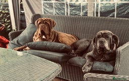 Neapolitan Mastiff dogs for sale: Nelly and vinnie Neapolitan mastiff  - Image 4