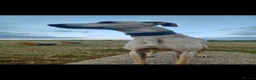 Lurcher dogs for sale: Lurcher pups  in Newbiggin-by-the-Sea - Advert 6