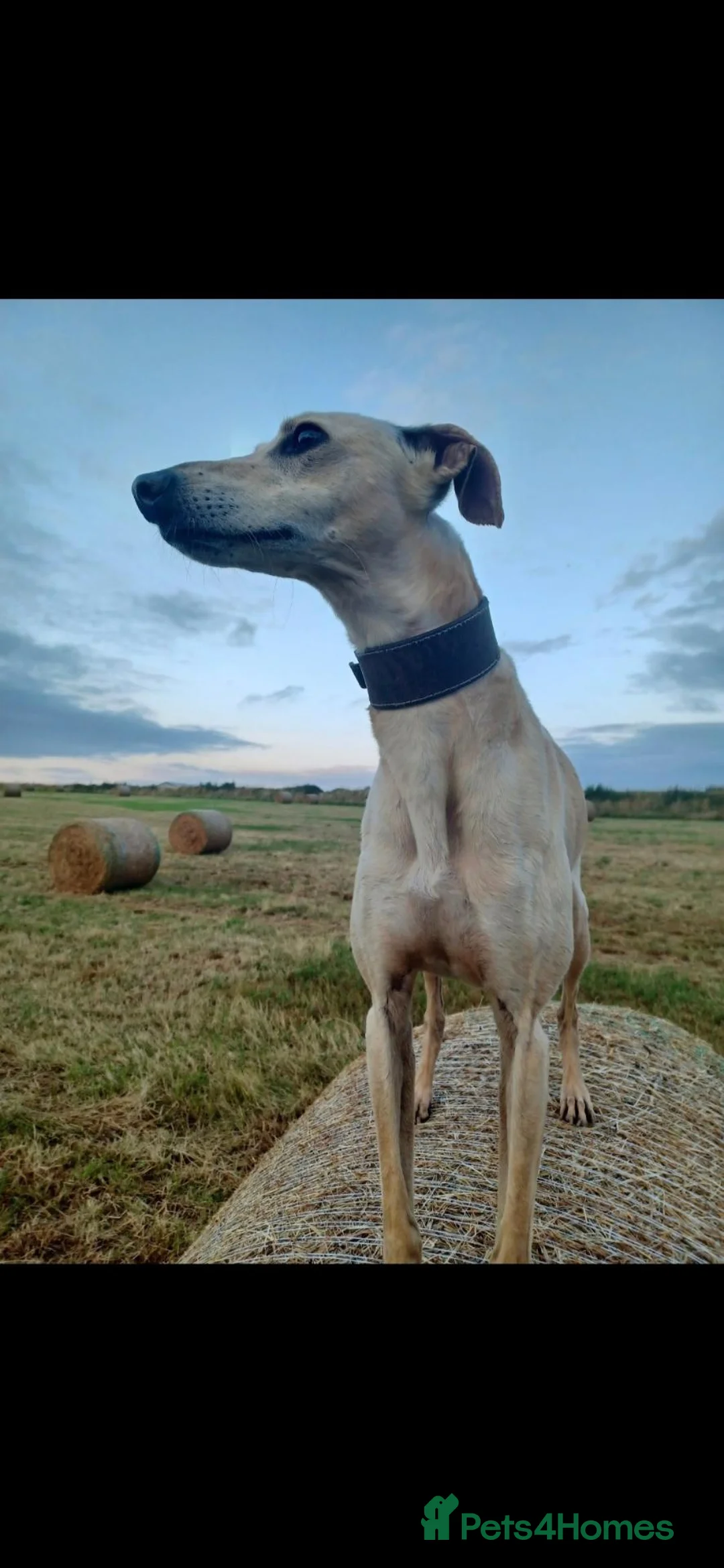 Lurcher dogs for sale: Lurcher pups  in Newbiggin-by-the-Sea - Advert 6