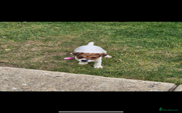 Jack Russell dogs for sale: Jack russel puppies  - Image 11