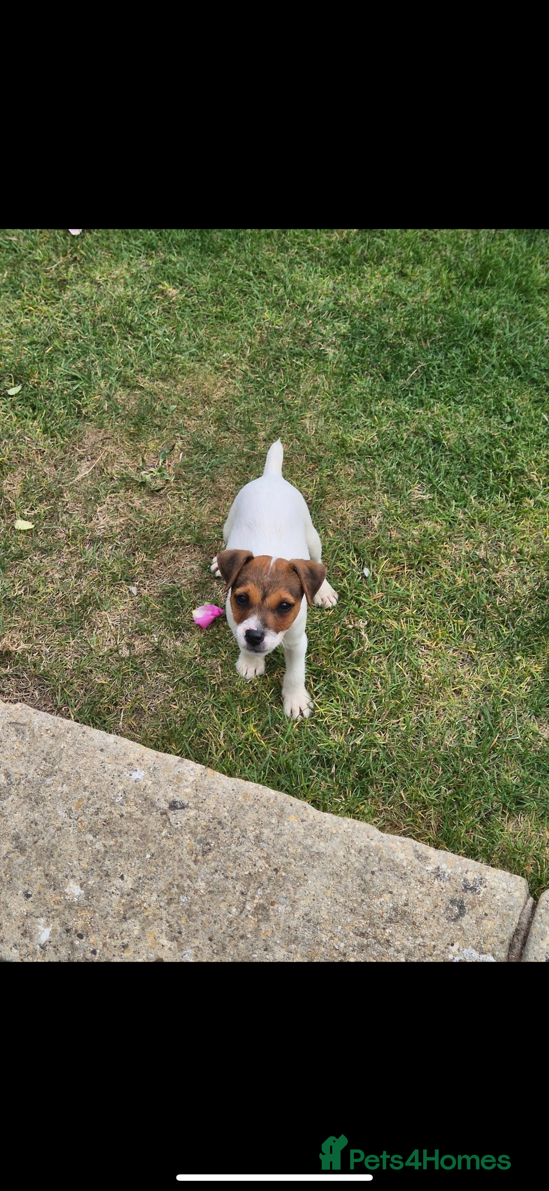 Jack Russell dogs for sale: Jack russel puppies  - Image 11