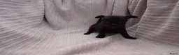 Chihuahua dogs for sale: Short Haired Chihuahua Apple Head KC Reg Puppies - Advert 18