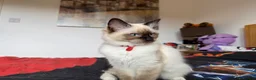 Ragdoll cats for sale: Ragdoll Kittens for Sale - Advert 22