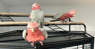 Cockatoo birds - Advert 10