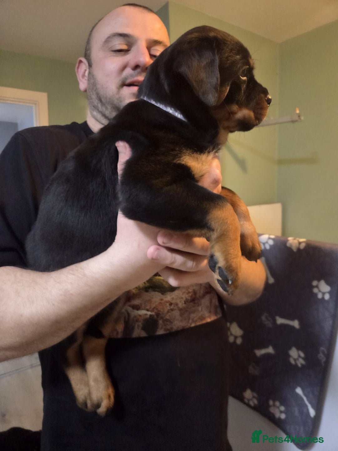 Rottweiler dogs for sale: QUALITY FEMALES AVALIBLE NOW (all sold)   - Advert 35