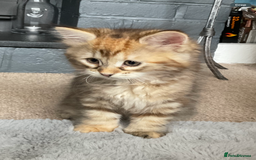 Siberian cats for sale: GCCF registered Pedigree Siberian Kitten - Image 4