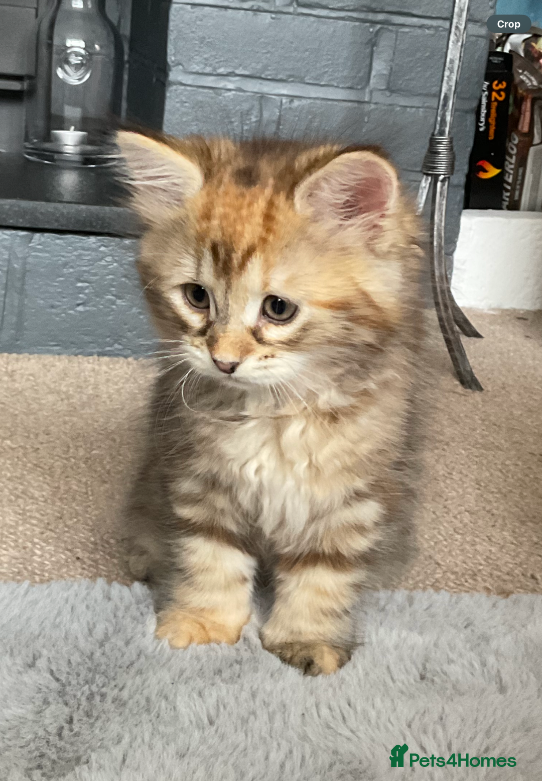 Siberian cats for sale: GCCF registered Pedigree Siberian Kitten - Image 4