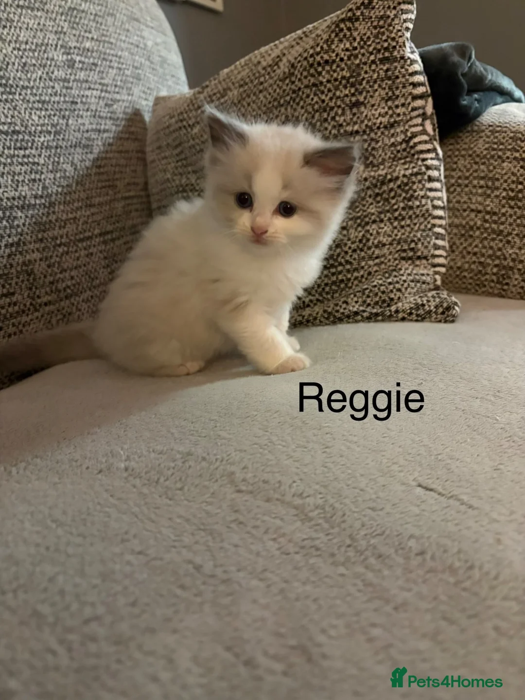 Ragdoll cats for sale: 2 handsome blue bi colour boys - Advert 11