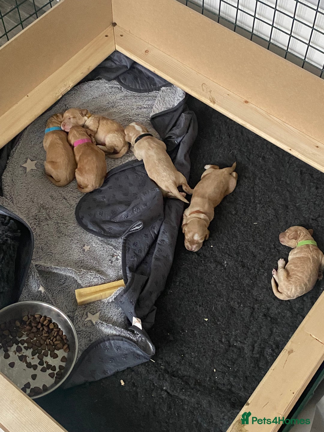 Cockapoo dogs for sale: Cockapoo Puppies - 2 male - 4 female - Image 17