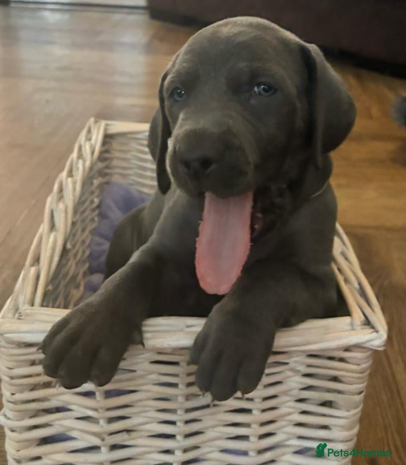 Weimaraner dogs KC Reg Weimaraner Puppies Silver & Blue - Advert 2