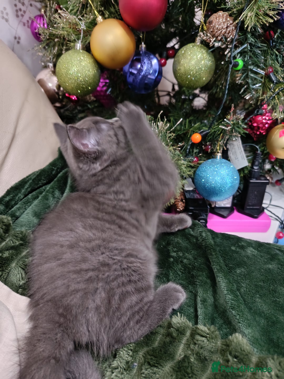 British Shorthair cats for sale: Beautiful kittens  - Advert 2