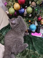 British Shorthair cats Beautiful kittens - Advert 1