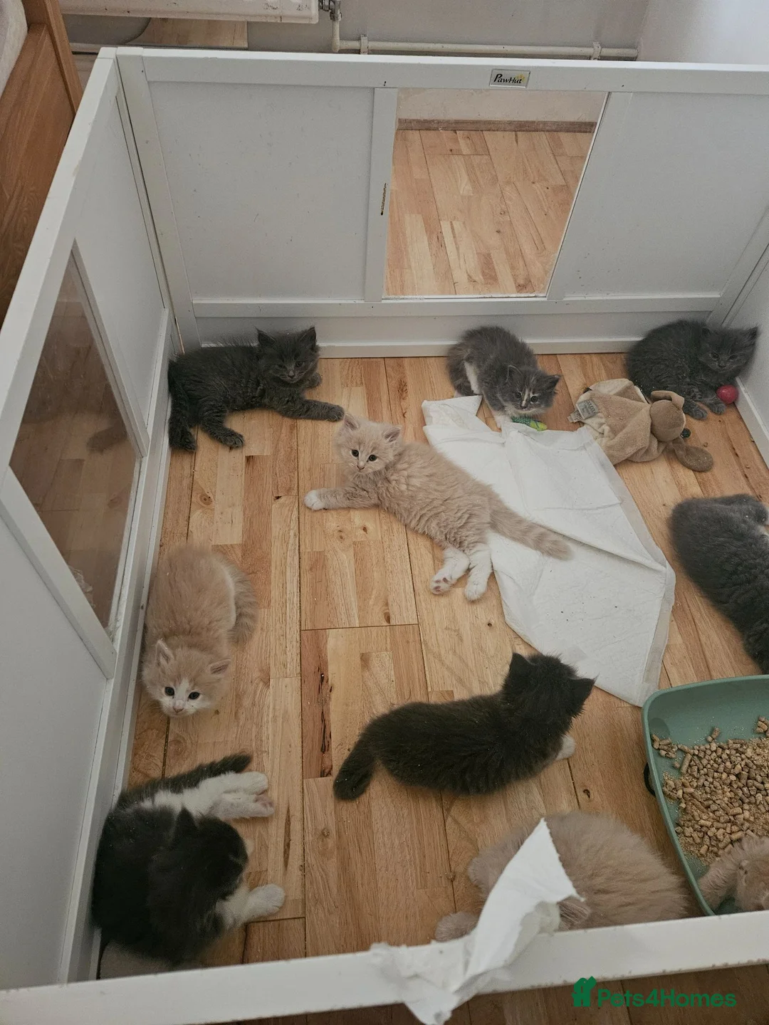 Mixed Breed cats for sale: Fluffy kittens mix ragdoll and Norwegian forest  - Advert 7