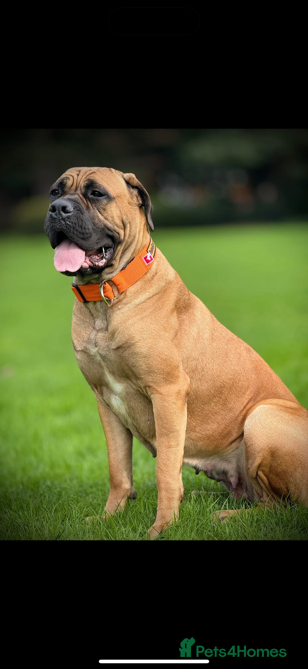 Cane Corso dogs for sale: 🐾PatoSquad Kennel🐾beautiful female available  - Advert 2