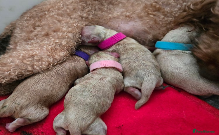 Maltipoo dogs - Advert 14