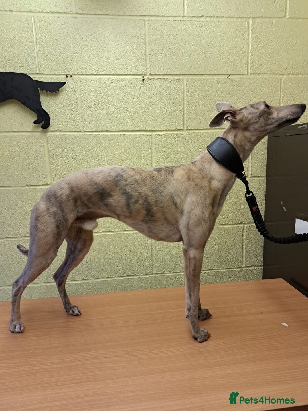 Whippet dogs for stud: KC Registered Blue Brindle for stud in Barnsley - Advert 9