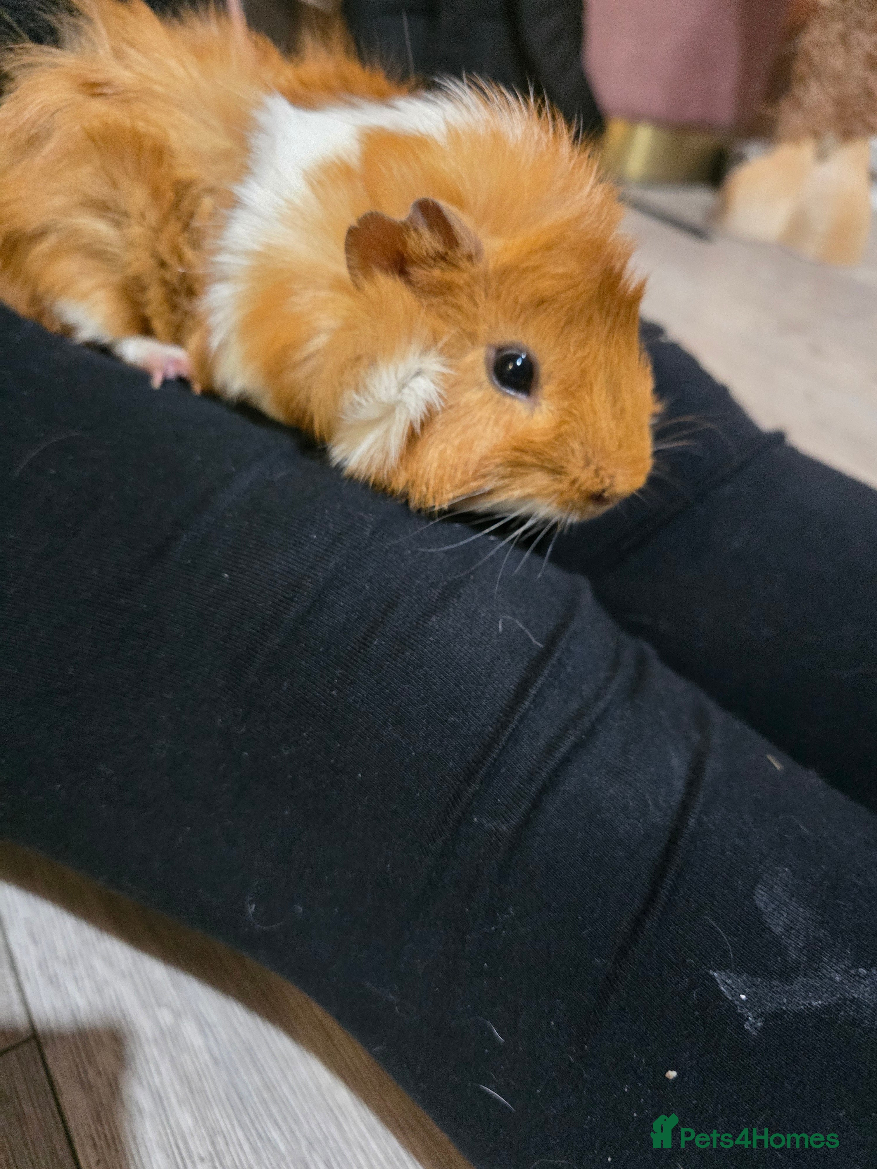 Guinea Pig rodents Toffee the Guinea pig - Advert 11