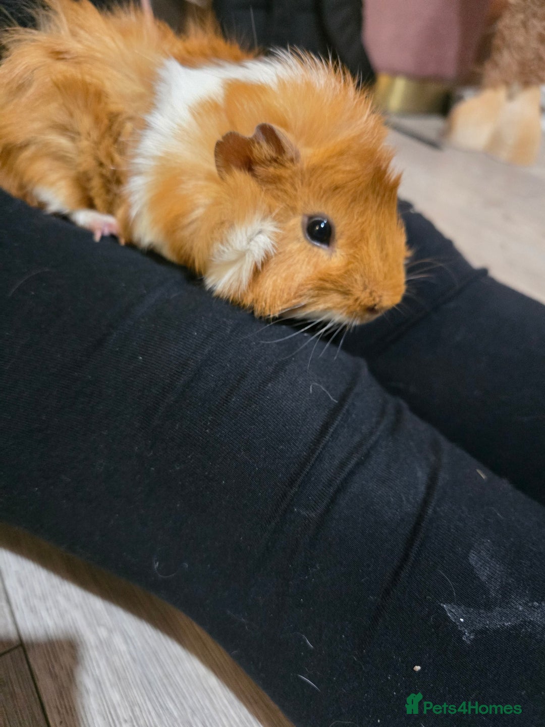 Guinea Pig rodents for sale: Toffee the Guinea pig - Advert 1