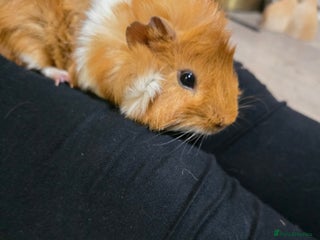 Guinea Pig rodents Toffee the Guinea pig - Advert 12