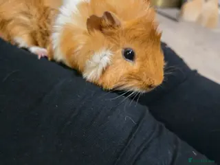 Guinea Pig rodents Toffee the Guinea pig - Advert 15