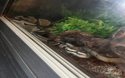 Python Snake reptiles for sale: 2 x royal ball python’s with set up  - Image 4