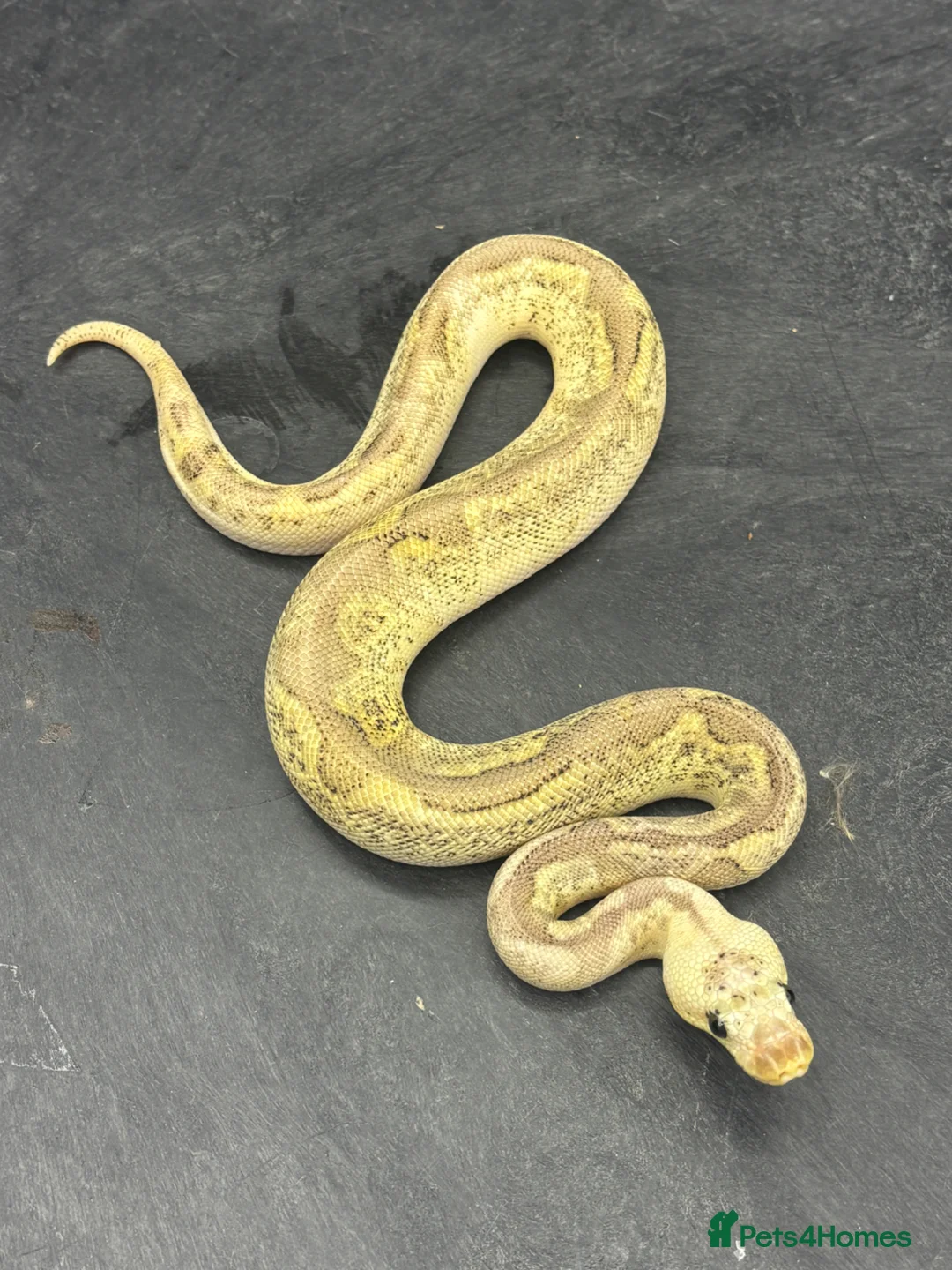 Python Snake reptiles for sale: Ball pythons for sale  - Advert 2