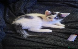 Mixed Breed cats for sale: 8 week old kittens for sale  - Image 9