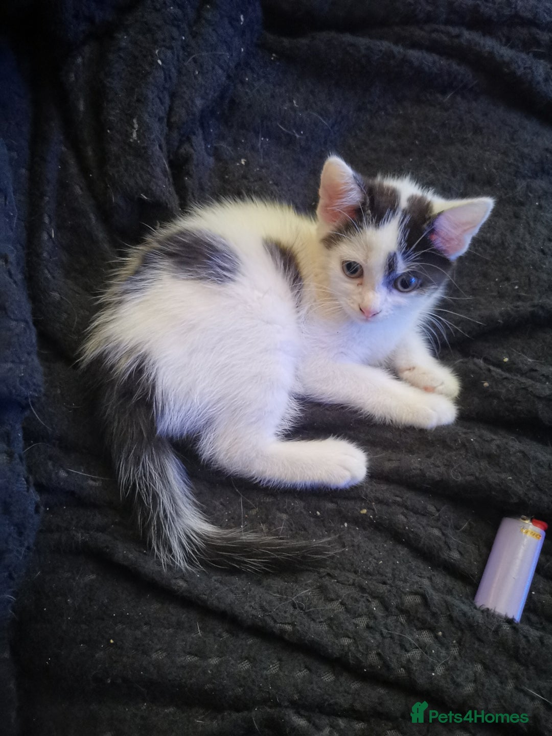 Mixed Breed cats for sale: 8 week old kittens for sale  - Image 9