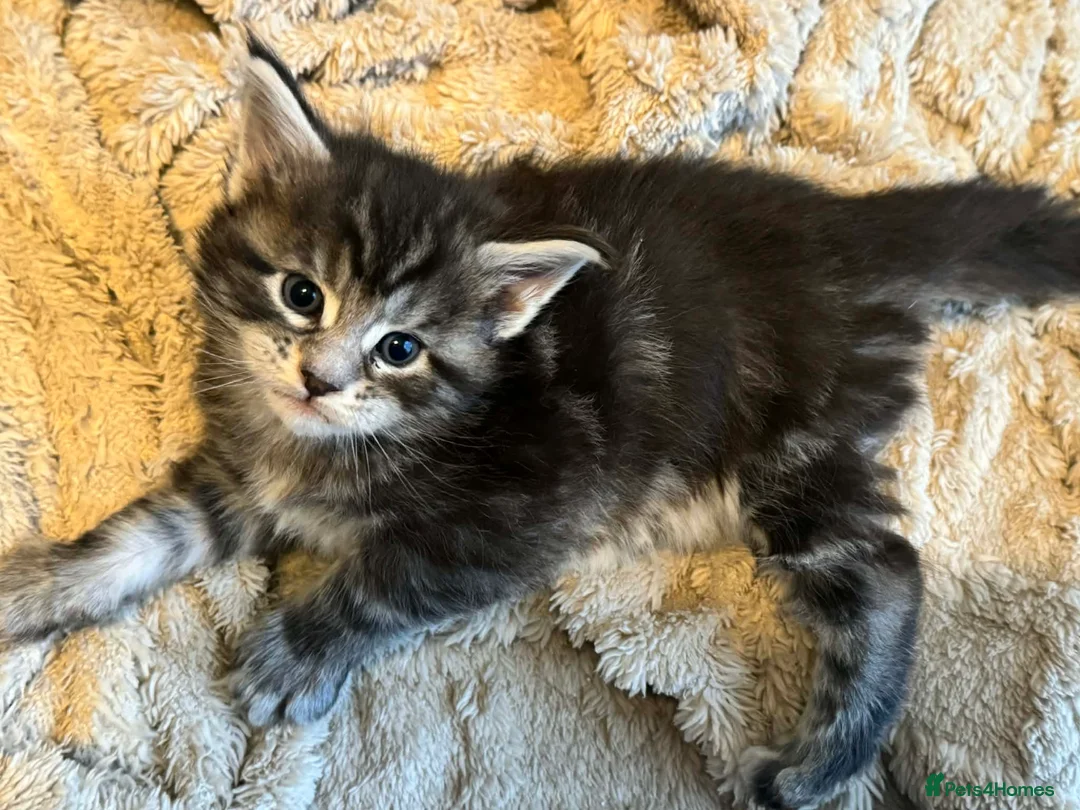 Maine Coon cats for sale: Maine Coon purebred kittens available  - Advert 1