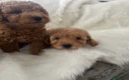 Cavapoo dogs for sale: Mixed litter of adorable cavapoo puppies - Advert 15
