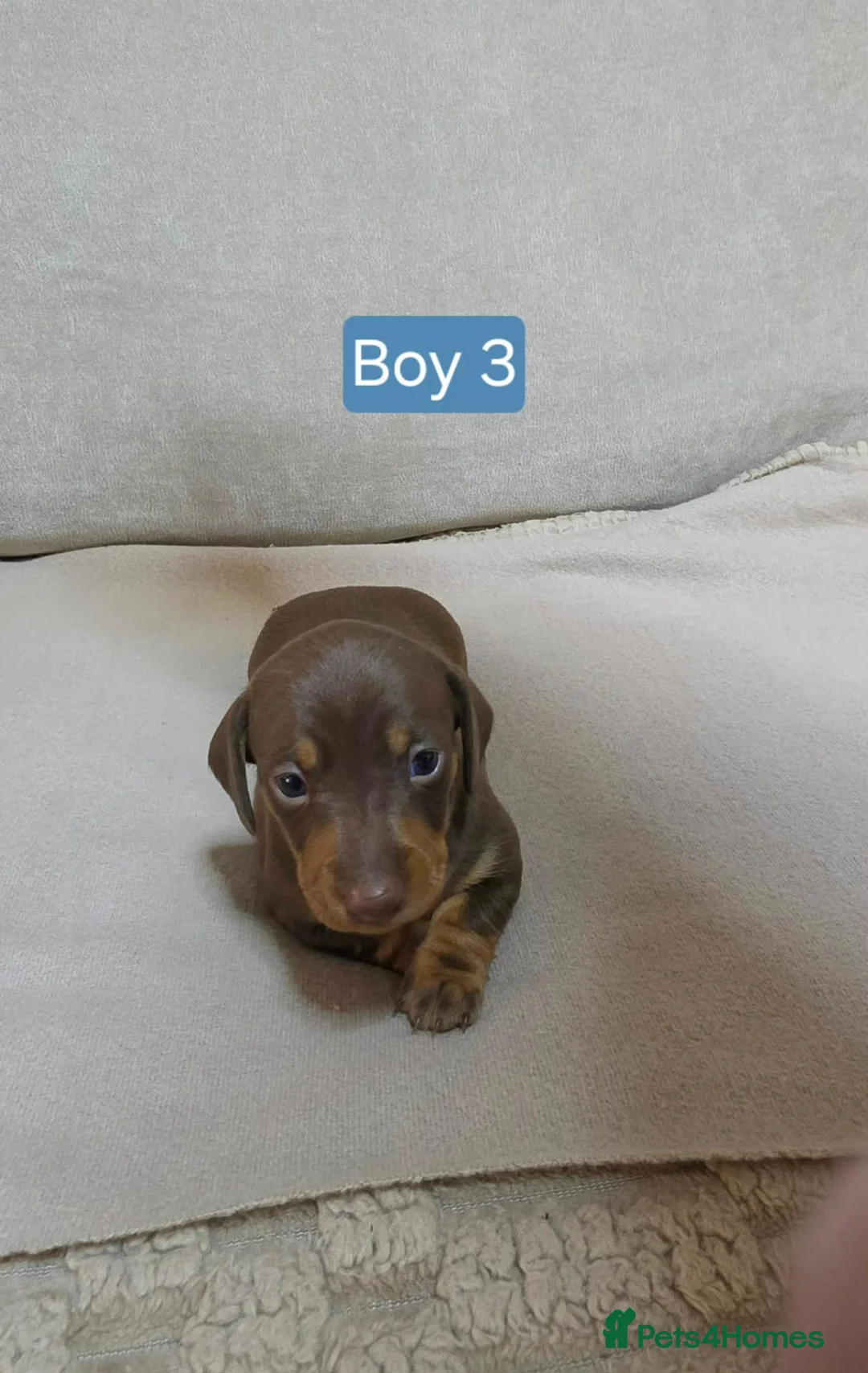 Miniature Dachshund dogs for sale: 6 beautiful mini dachshund pups STUNNING DAPPLES in Durham - Advert 2