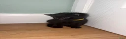 Domestic Shorthair cats for sale: 4 beautiful kittens looking for a loving home - Advert 10