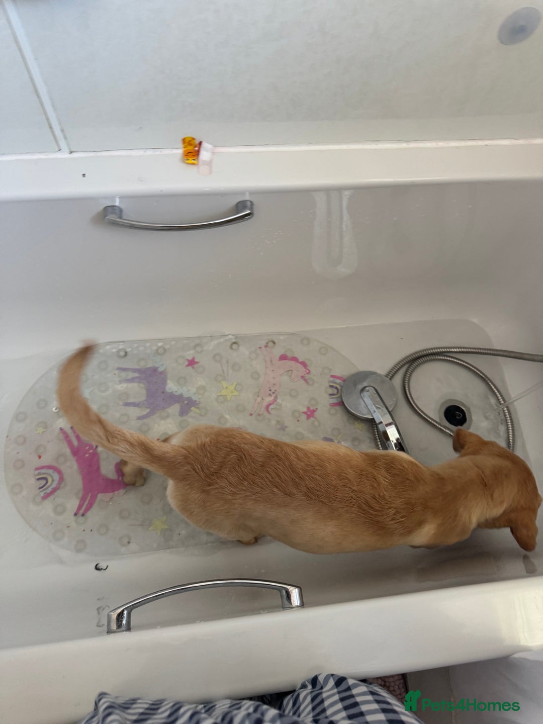 Labrador Retriever dogs for sale: nearly 7 month old labrador girl - Image 26