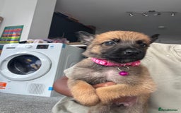 Mixed Breed dogs for sale: German Shepherd x Belgian Malinois - Image 4