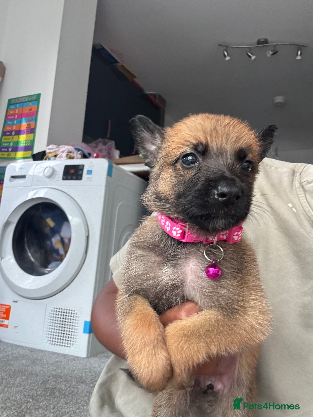 Mixed Breed dogs for sale: German Shepherd x Belgian Malinois - Image 4
