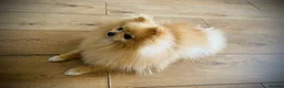Pomeranian dogs for stud: Stunning Pomeranian stud  - Advert 3