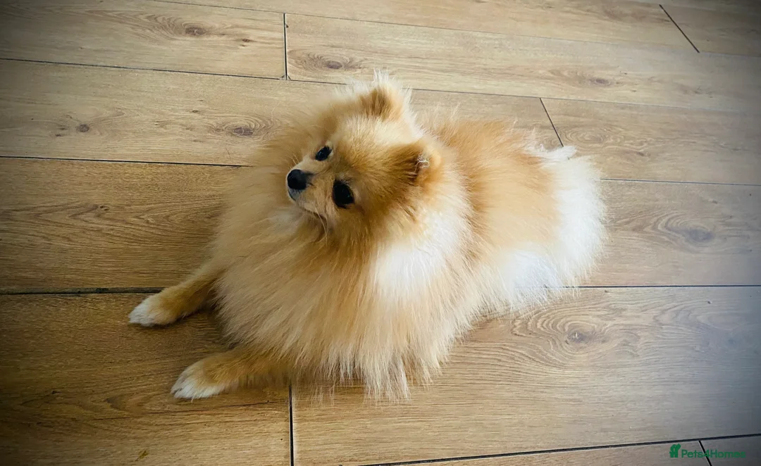 Pomeranian dogs for stud: Stunning Pomeranian stud  - Advert 3