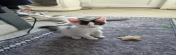 Maine Coon cats for sale: TICA REGISTERED STUNNING KITTENS  - Advert 11