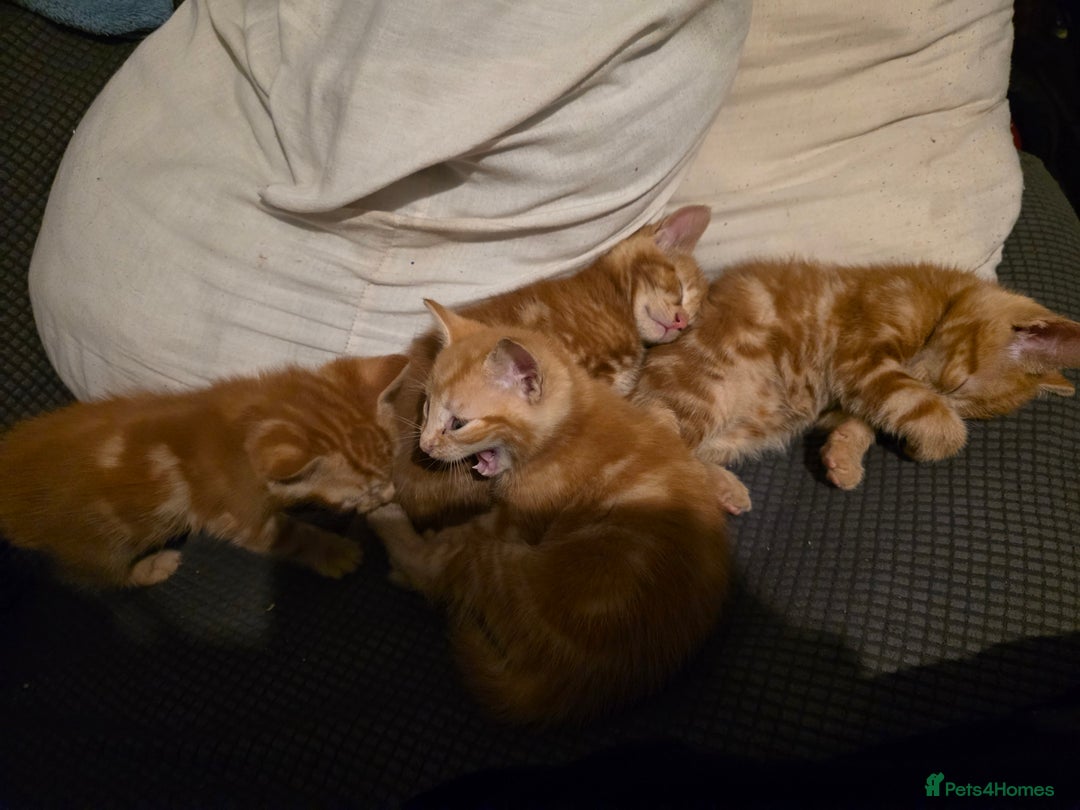 Mixed Breed cats for sale: 9 beautiful kittens - Advert 13